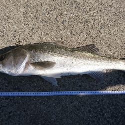 青物のはずがシーバス