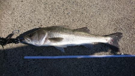 青物のはずがシーバス