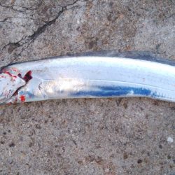 大晦日タチウオ釣り