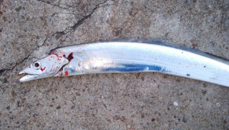 大晦日タチウオ釣り