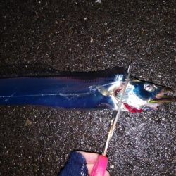 Ｘｍａｓイブ  タチウオ釣行