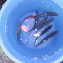 アジ◎　タチウオ✖