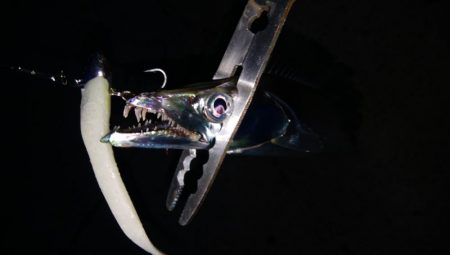 最湾奥ポイント釣行