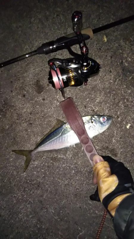 楽しいアジング