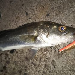 ぶらシーバス!!