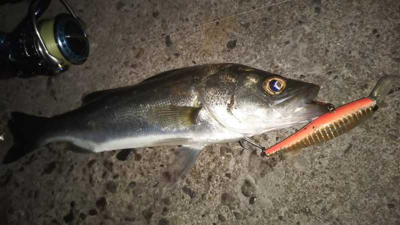 ぶらシーバス！！