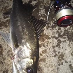 ぶらシーバス！！