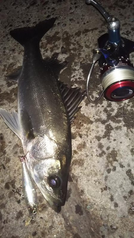 ぶらシーバス！！