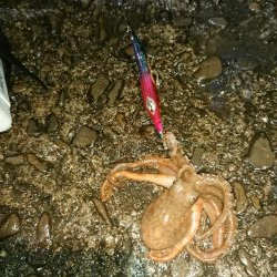 今年最後のアオリイカ