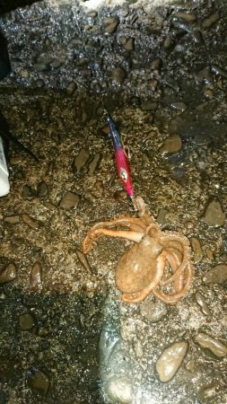 今年最後のアオリイカ