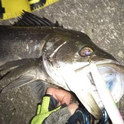 ぶらシーバス!!