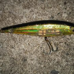 ぶらシーバス!!