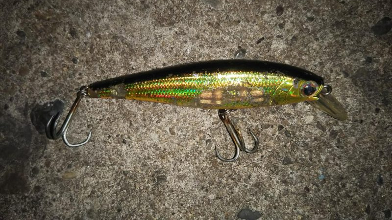 ぶらシーバス!!