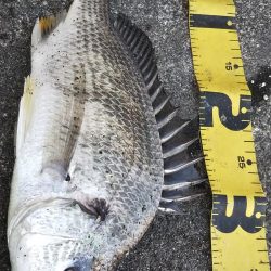 ぶら河川調査！！