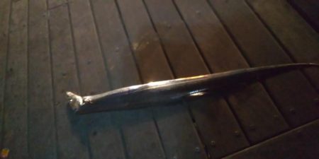 シーサイドで良型タチウオ