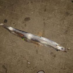 大きなタチウオ