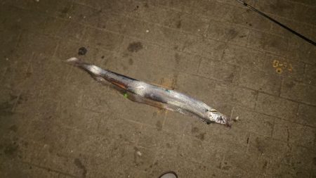 大きなタチウオ