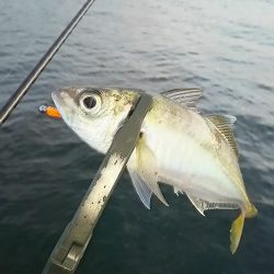 アジ釣り
