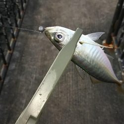 アジ釣り