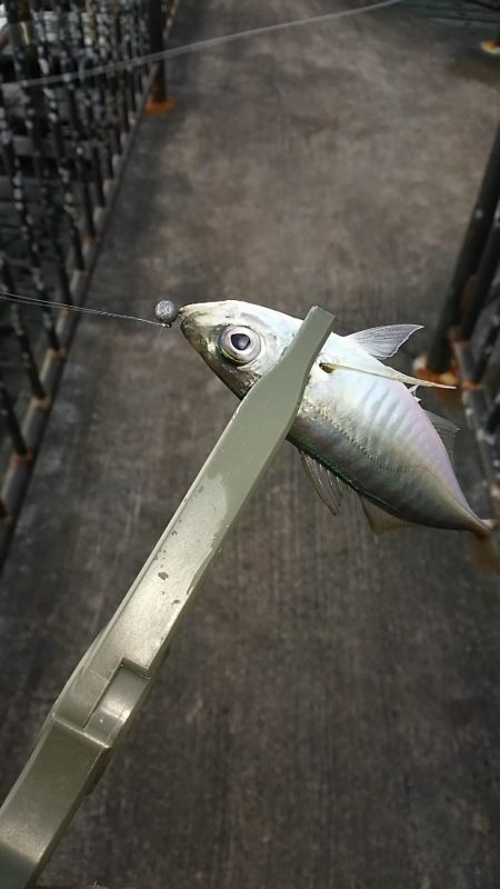 アジ釣り