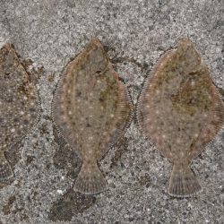 クリスマスカレイ！