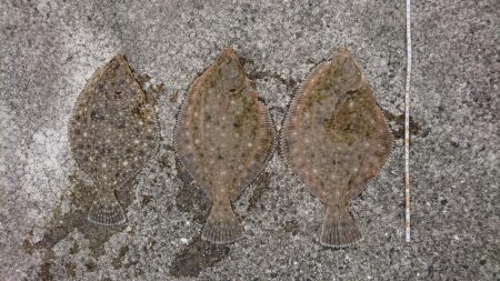 クリスマスカレイ！