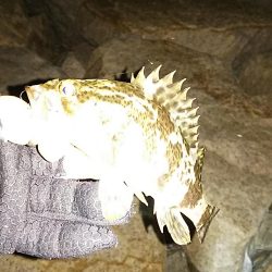 メバル ガシラ釣り