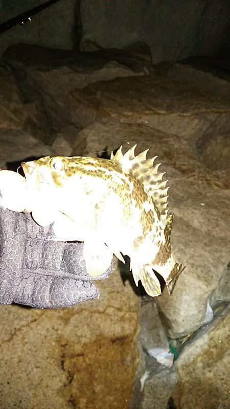 メバル ガシラ釣り