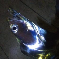 タチウオ1  キビレ1