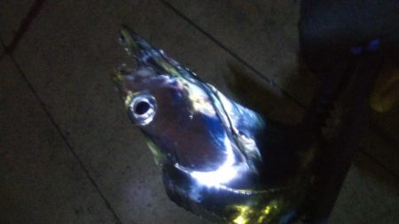 タチウオ1  キビレ1