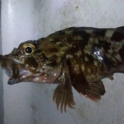 タケノコ1  ガシラ7