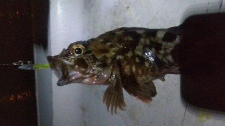 タケノコ1  ガシラ7