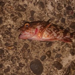 ガシラデパート