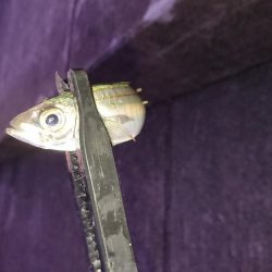 相も変わらず小さい