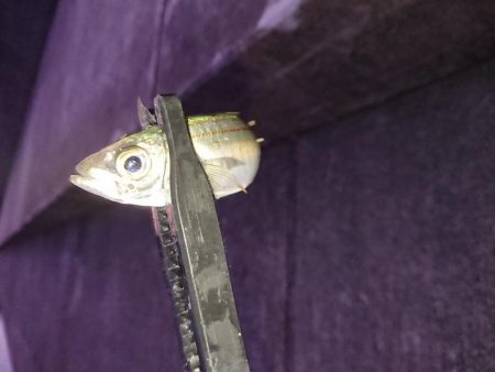 相も変わらず小さい