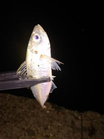 どこも渋く小さい