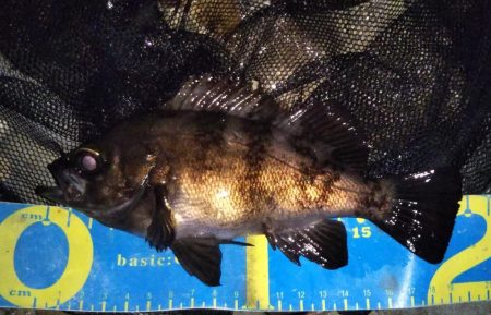 ライトゲームでソゲ