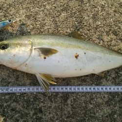 ハマチとドラゴン