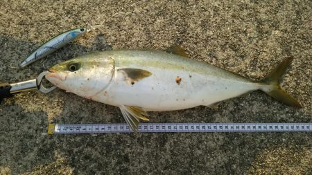 ハマチとドラゴン