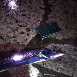 雨上がりに群れが……