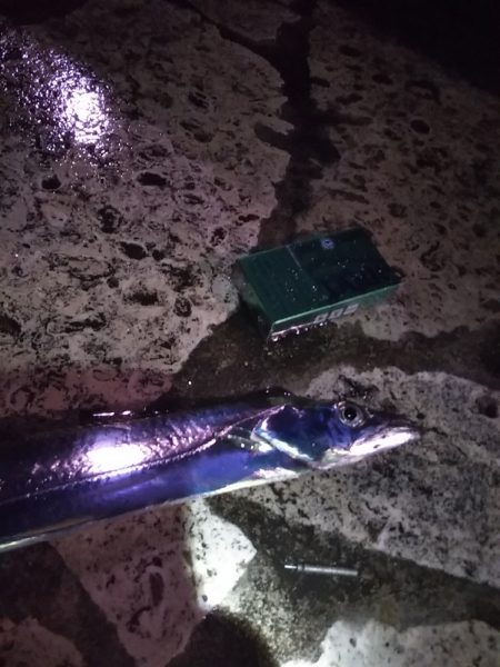 雨上がりに群れが……