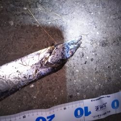 そろそろ陸っぱりタチウオも終盤か……