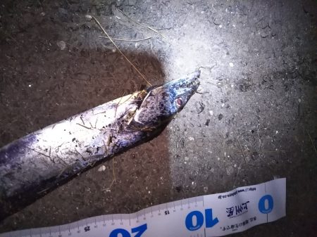 そろそろ陸っぱりタチウオも終盤か……