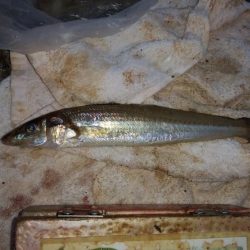 東二見人工島西水道へ落ちギス調査