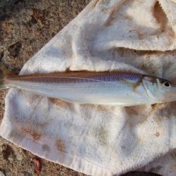 江井ヶ島海岸で落ちギス釣り