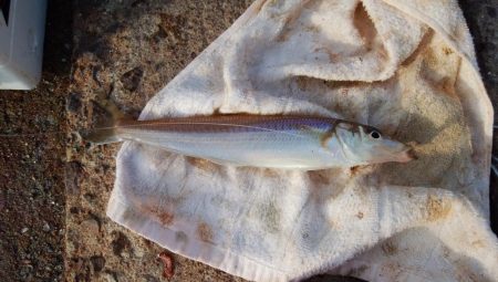 江井ヶ島海岸で落ちギス釣り