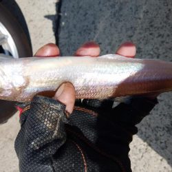 都志港へ落ちギス釣査