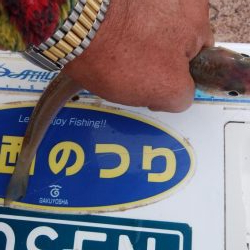 江井ヶ島海岸の落ちギス好調