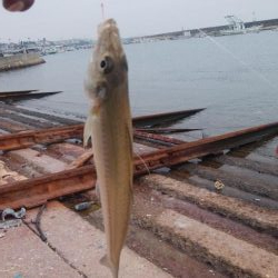 江井ヶ島の落ちギス