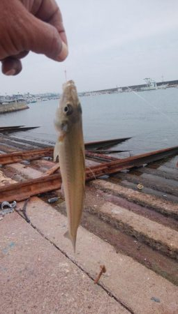 江井ヶ島の落ちギス